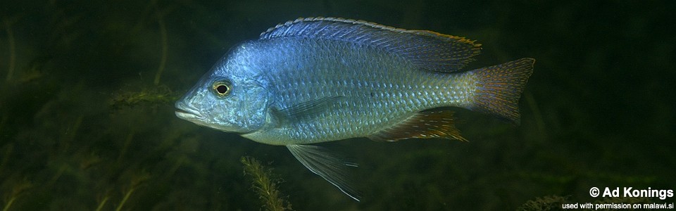 Hemitilapia oxyrhynchus 'Chiofu Bay'