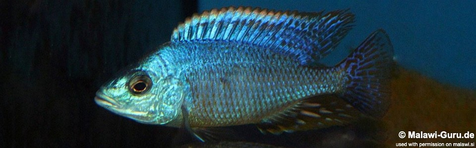 Hemitilapia oxyrhynchus 'Likoma'