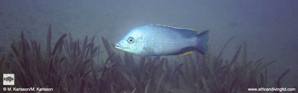 Hemitilapia oxyrhynchus 'Metangula'