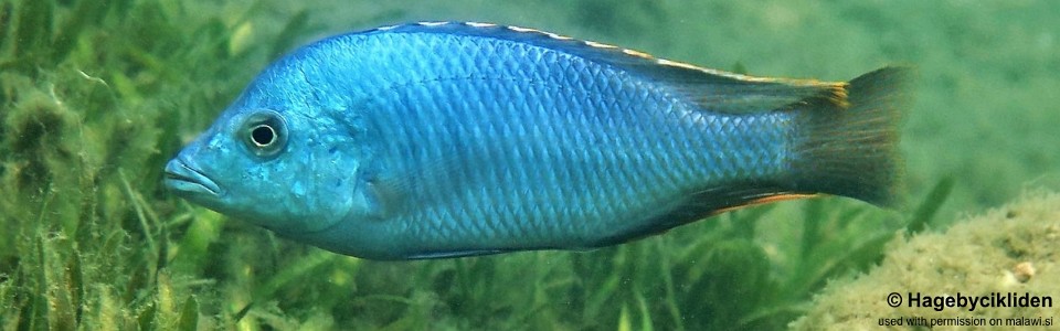 Hemitilapia oxyrhynchus 'Mumbo Island'