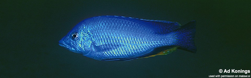 Hemitilapia oxyrhynchus 'Ntekete'