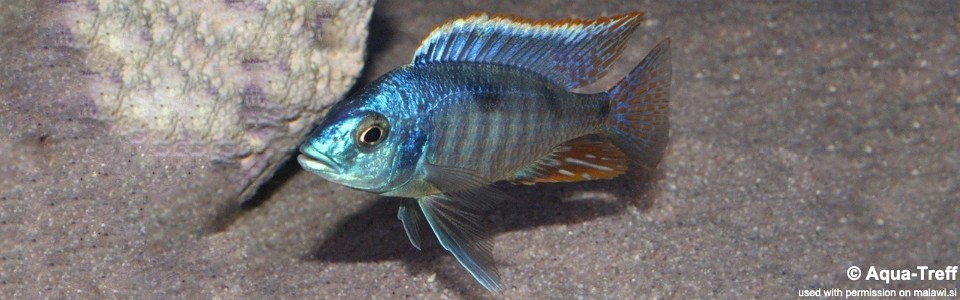 Hemitilapia oxyrhynchus  (unknown locality)