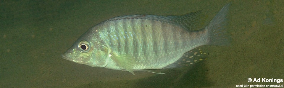 Lethrinops altus 'Harbour Island'