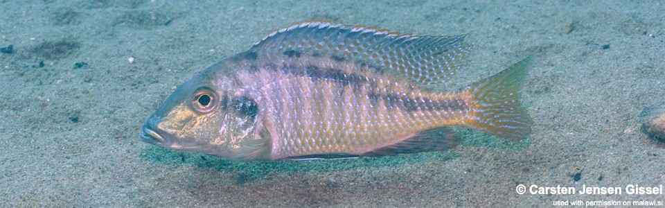 Lethrinops leptodon 'Malopa'