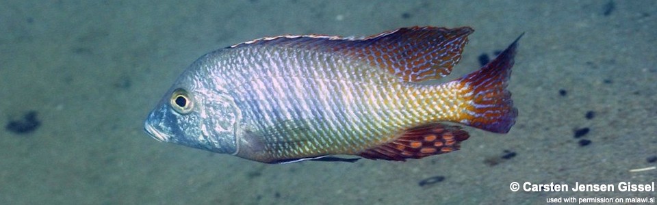 Lethrinops lethrinus 'Malopa'