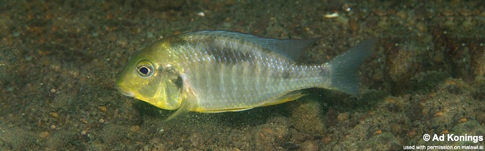 Lethrinops macrochir 'Boadzulu Island'