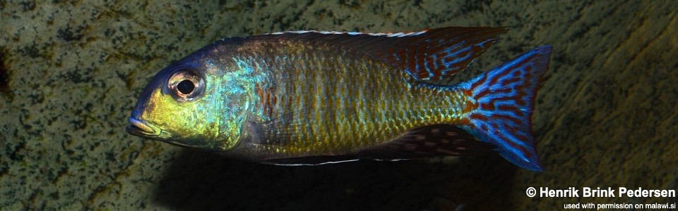 Lethrinops marginatus 'Senga Bay'