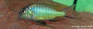 Lethrinops marginatus 'Itungi'.jpg