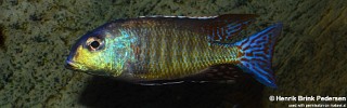 Lethrinops marginatus