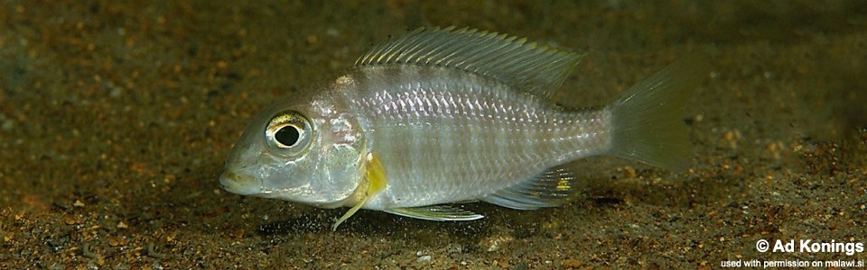 Lethrinops sp. 'boadzulu' Boadzulu Island