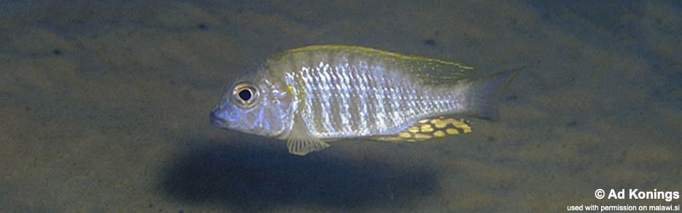 Lethrinops sp. 'longimanus likoma' Mbako Point