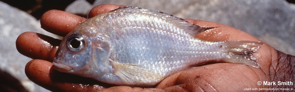 Lethrinops sp. 'mbenji deep' Mbenji Island