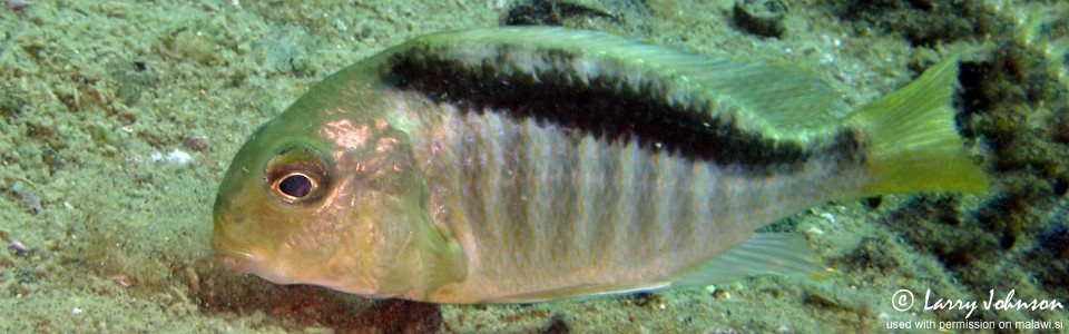 Lethrinops sp. 'mbenji roundhead' Ababi Island