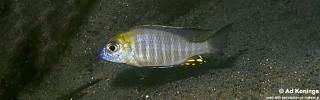 Lethrinops sp. 'nyassae' Chitande Island.jpg