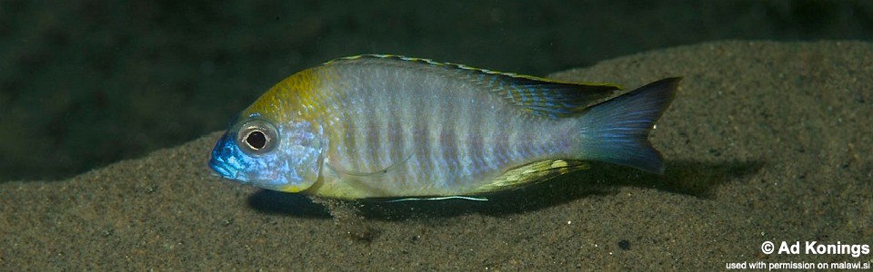 Lethrinops sp. 'yellow collar' Chiofu Bay