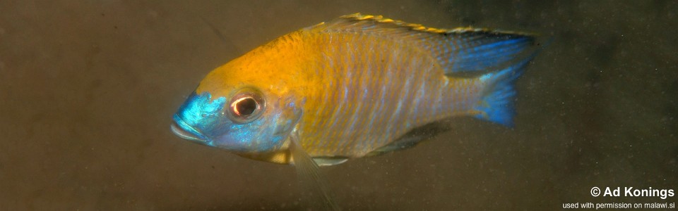 Lethrinops sp. 'yellow collar' Harbour Island<br><font color=gray>Lethrinops sp. 'gold' Harbour Island</font>