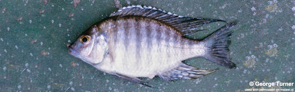 Lethrinops stridei 'South East Arm'