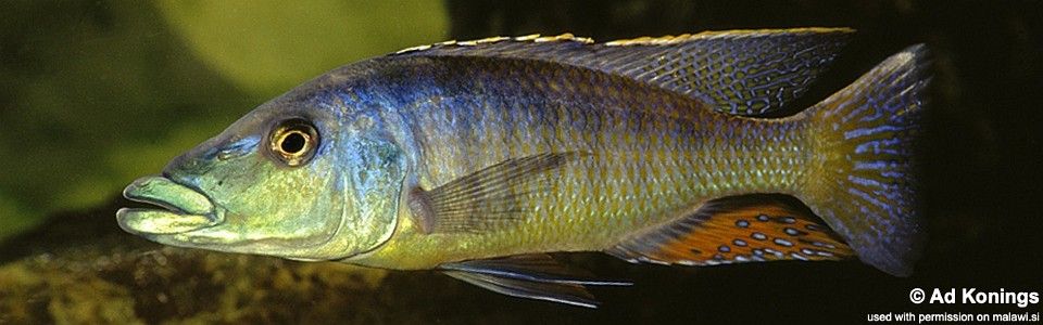 Lichnochromis acuticeps (unknown locality)