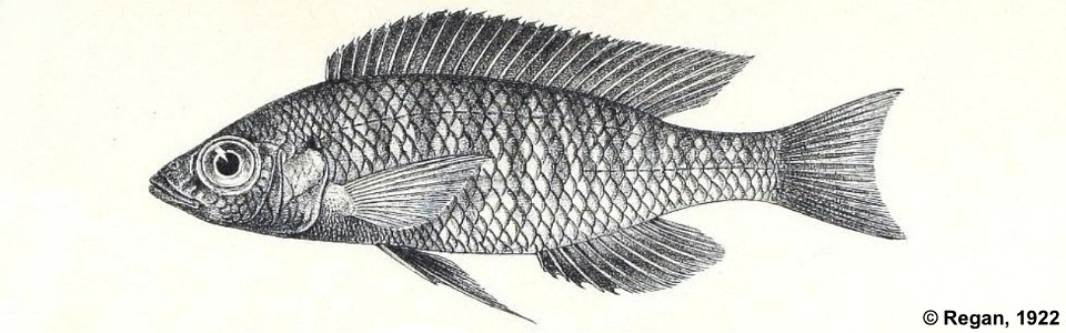 Mchenga eucinostomus (lectotype)