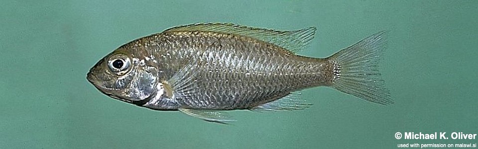 Mchenga inornata