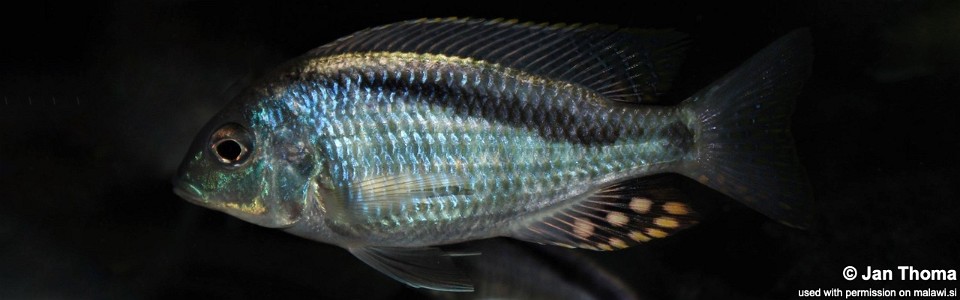 Mylochromis anaphyrmus 'Chitseko'