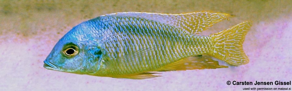 Mylochromis anaphyrmus 'Malopa'