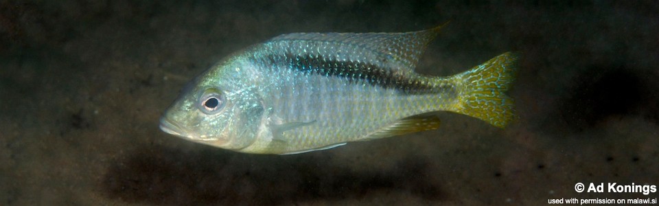 Mylochromis anaphyrmus 'Otter Island'