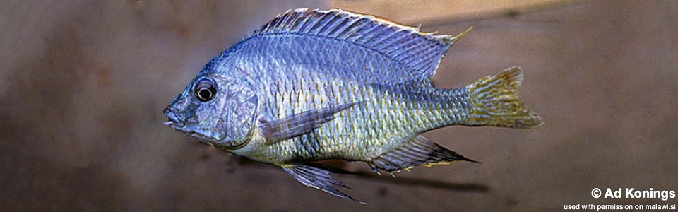 Mylochromis anaphyrmus 'Thumbi West Island'