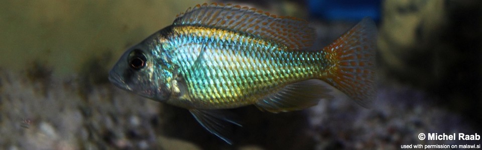 Mylochromis anaphyrmus (unknown locality)