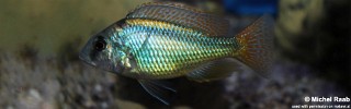 Mylochromis anaphyrmus.jpg