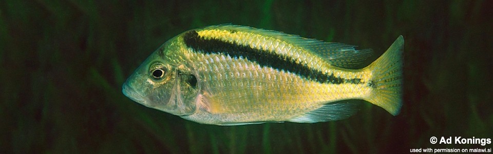 Mylochromis balteatus 'Mvunguti'