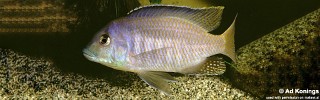 Mylochromis balteatus.jpg