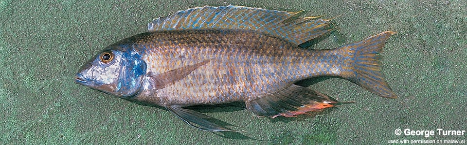 Mylochromis ensatus 'South East Arm'