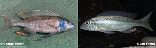 Mylochromis ensatus