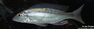 Mylochromis ensatus 'Mazinzi Reef'.jpg