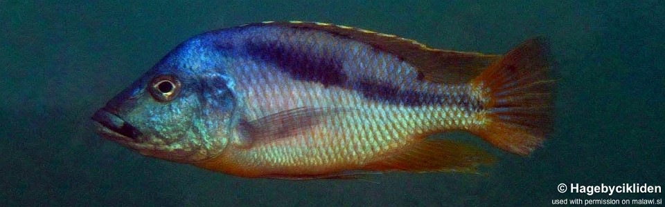 Mylochromis epichorialis 'Gome'