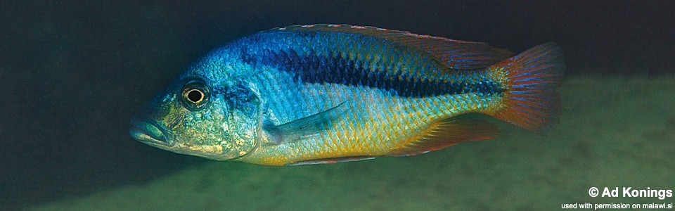 Mylochromis epichorialis 'Mumbo Island'