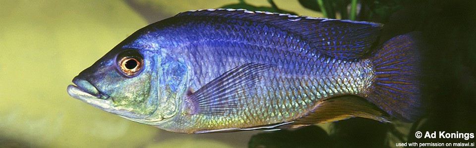 Mylochromis epichorialis (unknown locality)