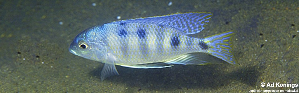 Mylochromis ericotaenia 'Chiwindi'