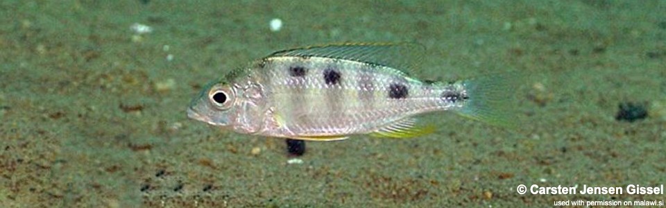 Mylochromis ericotaenia 'Malope'