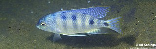 Mylochromis ericotaenia 'Chiwindi'.jpg