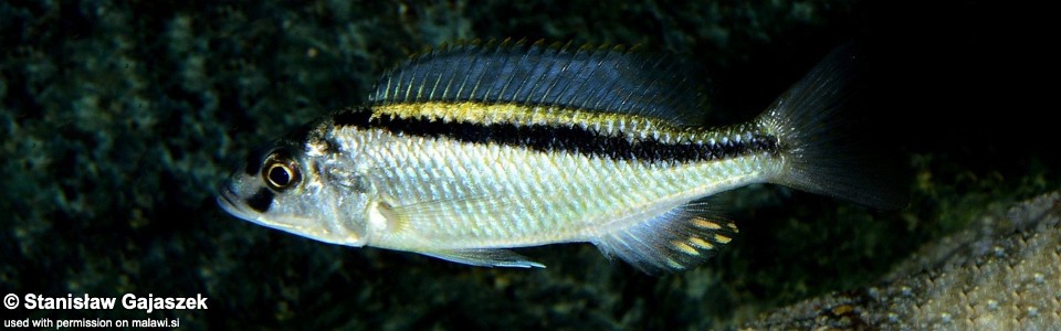 Mylochromis formosus (unknown locality)