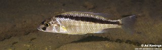 Mylochromis formosus 'Maleri Island'.jpg