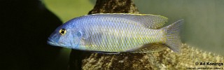 Mylochromis formosus 'Senga Bay'.jpg