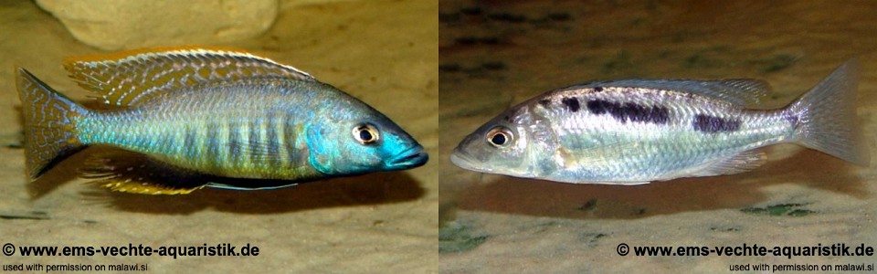 Mylochromis gracilis (unknown locality)