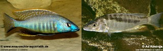 Mylochromis gracilis