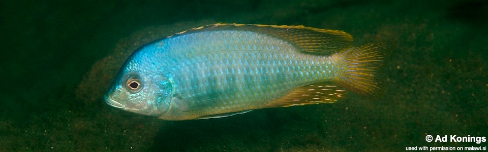 Mylochromis guentheri 'Chitande Island'