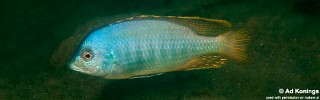 Mylochromis guentheri 'Chitande Island'.jpg