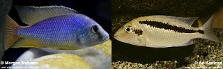 Mylochromis guentheri.jpg