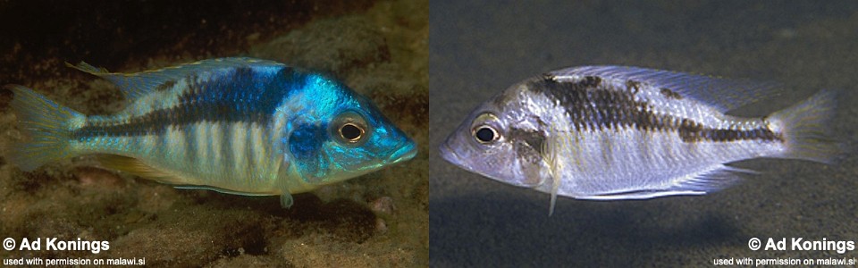 Mylochromis incola 'Mbenji Island'